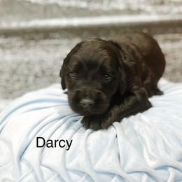 Darcy - Black male Goldendoodle puppy in Pasco, Washington from Camp Doodle Woods