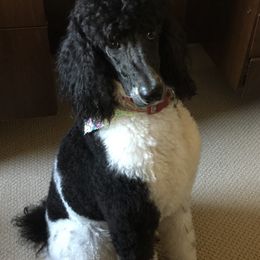 Poodle All Grown Up from KB Blue Sky Farm