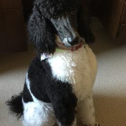 Poodle All Grown Up from KB Blue Sky Farm