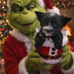 Ash - Parti male Yorkshire Terrier puppy in Parma Heights, Ohio from Yorkie Darlings ANGELHEARTS YORKIES