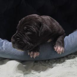 Hugh - Black male Great Dane puppy in Pollock, Louisiana from Danes Done Right