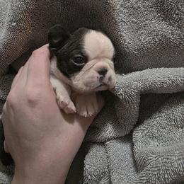 Jonathan - Seal and white male Boston Terrier puppy in Georgia from A-K Boston Terriers