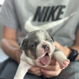 Club - Brindle male French Bulldog puppy in Rapid City, South Dakota from Frontier Frenchies, LLC