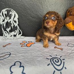 Chopper - Chocolate and tan male Dachshund puppy in Las Piedras from New Empire Kennels