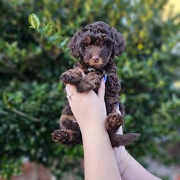 Lane - Phantom female Bernedoodle puppy in Mobile, Alabama from Doodle Dreams