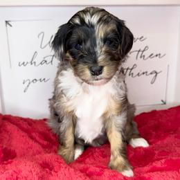 Trillium - Merle female Sheepadoodle puppy in Roseburg, Oregon from Sharon’s Sheepadoodle’s