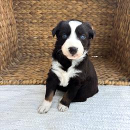 Star Dust - Red tri-color female Australian Shepherd puppy in Unionville, Iowa from Soap Creek Kennels