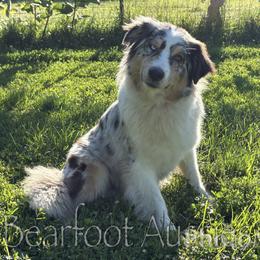 Aqua - Blue merle female Australian Shepherd puppy in Lowell, Indiana from Bearfoot Aussies and Tollers