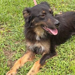 Strawberry - Black tri-color female Australian Shepherd puppy in Clarkrange, Tennessee from Vom Wolff