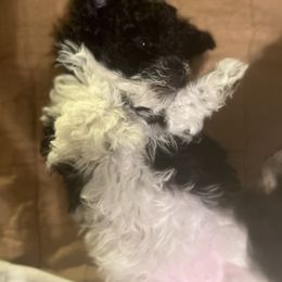 Cavalier King Charles Spaniel, Cavapoo, Maltipoo, and Poodle Puppies from Lainy's Puppies