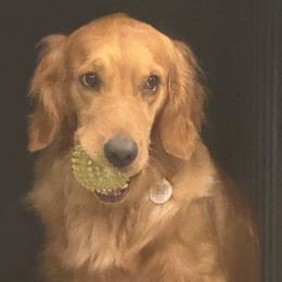 Golden Retriever puppies from Golden Puppy Dog