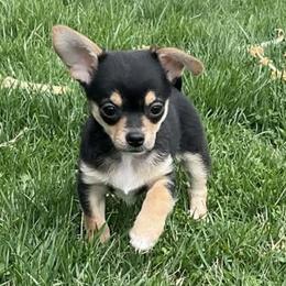 Milo - Black and tan male Chihuahua puppy in Bethlehem, Pennsylvania from Steel City Exotics