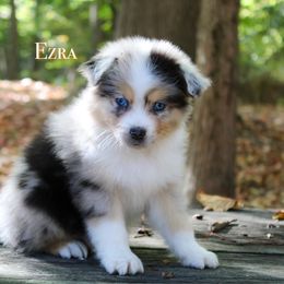 Ezra - Blue merle male Australian Shepherd puppy in Coldwater, Michigan from Northern Star Australian Shepherds