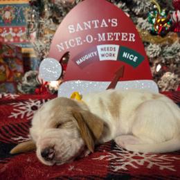 Tianna 2700.00 - Red and white female Basset Hound puppy in Denison, Texas from Emma Lou's Baby Bassets