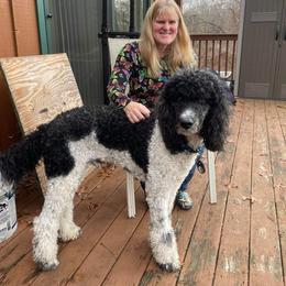 Poodle All Grown Up from Tri-state poodles & Doodles