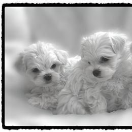 Maltese Puppies from Rockin Rivers AKC Maltese & Malshi's