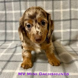 Confetti - Dapple female Dachshund puppy in Carlsbad, Texas from MV Mini Dachshunds