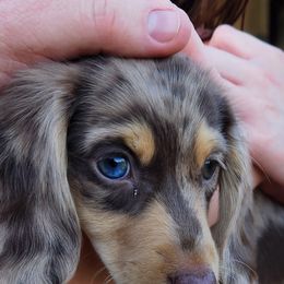 Dachshund Puppies from Faith & Grace Doxies