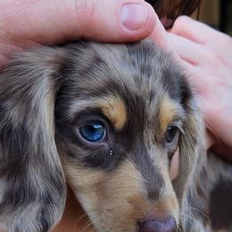 Dachshund Puppies from Faith & Grace Doxies