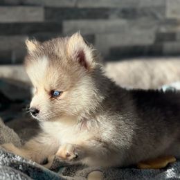 Star - Silver and white male Pomsky puppy in Gunter, Texas from The Painted Pomsky