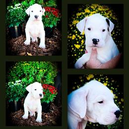 Boy 2 Goliath - White male Dogo Argentino puppy in San Diego, California from Debonair Dogos