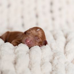 Australian Labradoodle Puppies from Swinging Gate Labradoodles