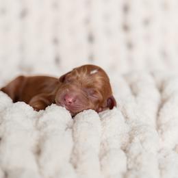 Australian Labradoodle Puppies from Swinging Gate Labradoodles