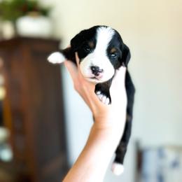 Hugs - male Australian Mountain Doodle puppy in Iowa from Burkhart Family Puppies