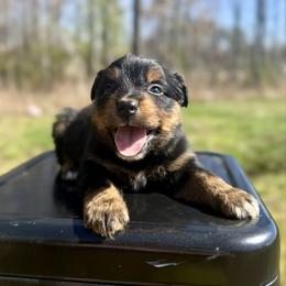Sunny - Black tri female Miniature Australian Shepherd puppy in Michie, Tennessee from Acton Aussies