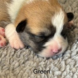 Green Collar - Red female Pembroke Welsh Corgi puppy in Big Sandy, Texas from Ditto's Pembroke Welsh Corgis