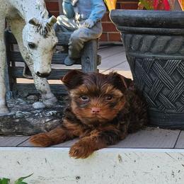 Cooper - Chocolate and tan male Yorkshire Terrier puppy in Peach Bottom, Pennsylvania from 4 the L❤️ve of Yorkies
