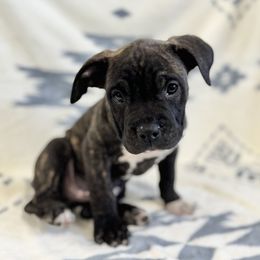 Black Brindle Male - Black brindle American Pit Bull Terrier puppy in Nine Mile Falls, Washington from Bartin Kennels