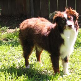 Nugget - Toy Australian Shepherd