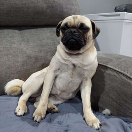 Bell - Pug