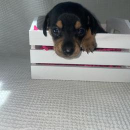 Lucy - Black and tan female Dachshund puppy in Colonial Heights, Virginia from Mimi’s Doxies