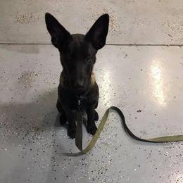 Belgian Malinois Puppies from Cascade Kennels