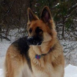 Mocha - German Shepherd