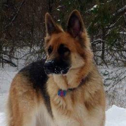 Mocha - German Shepherd