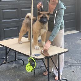 Akita Puppies from Sundara Akitas