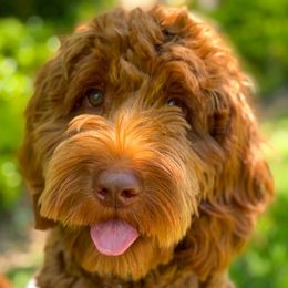 Ella - Australian Labradoodle