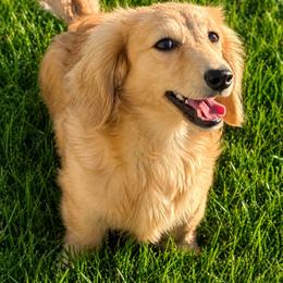 Glenda - Dachshund