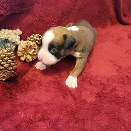 Boy 3 - Fawn Boxer puppy in Wisconsin from Baja Boxers
