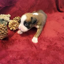 Boy 3 - Fawn Boxer puppy in Wisconsin from Baja Boxers