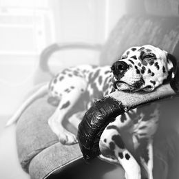 Dalmatian Puppies from Hallmark Dalmatians;