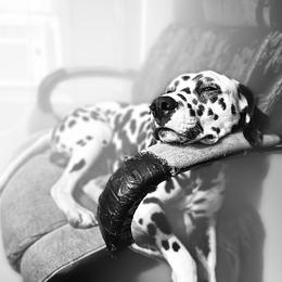 Dalmatian Puppies from Hallmark Dalmatians;
