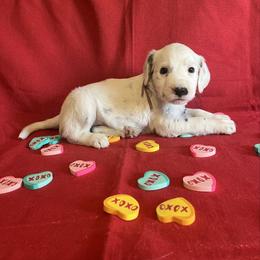 Cinnamon- Long Coat-Pink - White and black female Dalmatian puppy in Claremore, Oklahoma from Lotsofdots Dalmatians
