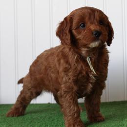 Sprout - Red male Cavapoo puppy in Springtown, Texas from North Texas Puppies