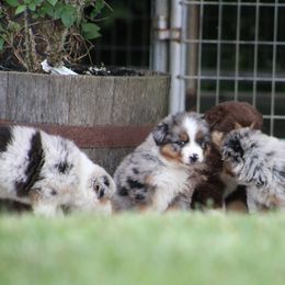 Australian Shepherd puppies from Skillern Creek's Australian Shepherds