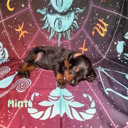 Mint - Black and rust female Doberman Pinscher puppy in Louisville, Kentucky from Ruiz Dobermans