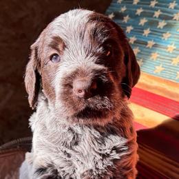 Rogue - Brown and gray female Wirehaired Pointing Griffon puppy in Grangeville, Idaho from Happy Hollow Griffons